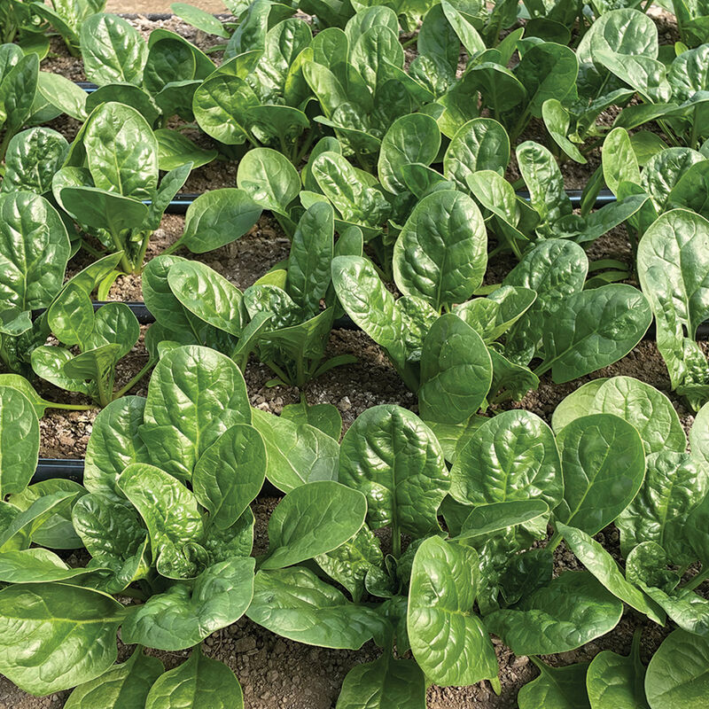 Gerenuk – Spinach Seed